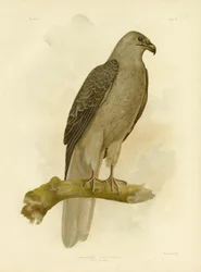 Aigle siffleur ou Milan siffleur, 1891